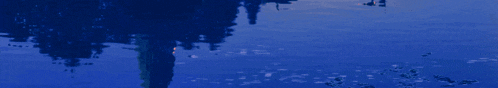 a tree is reflected in a puddle of water