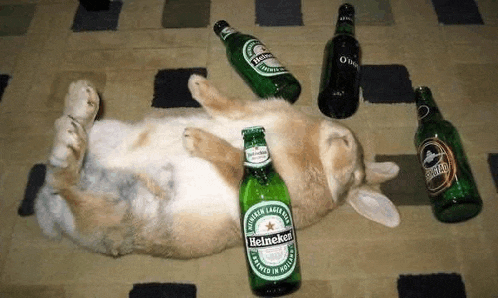 a rabbit is laying on its back next to a bottle of heineken .