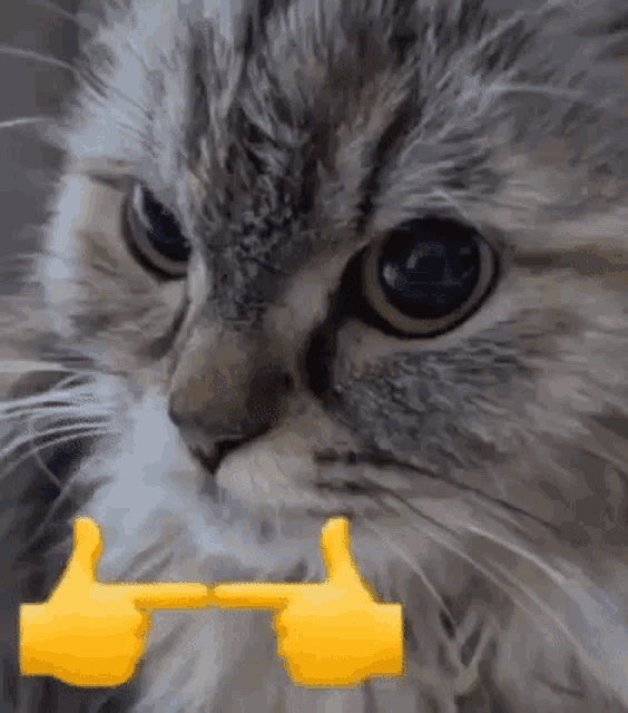 a close up of a cat 's face with two yellow hands pointing to it .