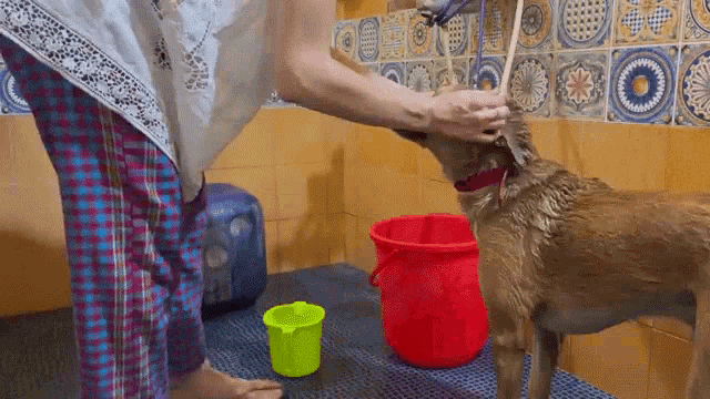 a person is washing a dog in a bathroom with a red bucket .