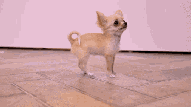 Chiahuahua Pup GIF - Chiahuahua Pup Pupper GIFs