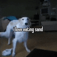 a white dog says i love eating sand in a living room