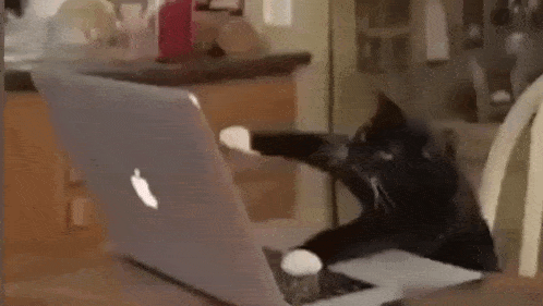 a black cat is sitting on a laptop computer .