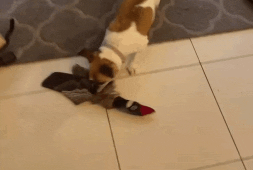 a brown and white dog is playing with a toy on the floor .