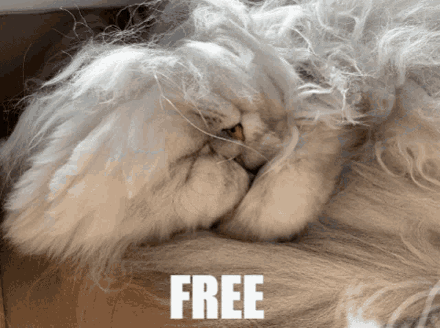 Cat Free Hugs GIF - Cat Free Hugs Cute Cats GIFs
