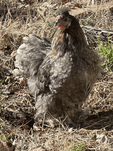 a gray chicken with a red beak is standing in the dirt
