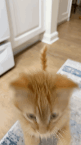 Figaro Cat GIF - Figaro Cat Bounce GIFs
