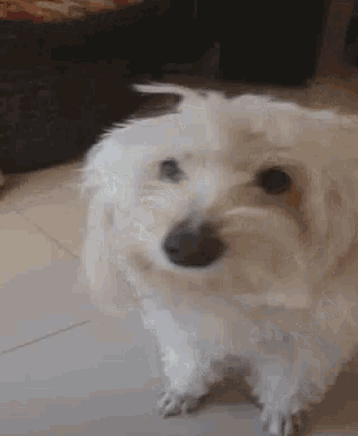 a small white dog is sitting on a tiled floor looking at the camera .