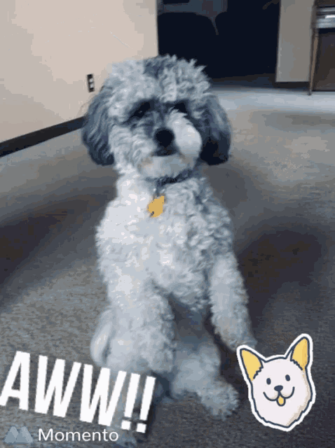 a picture of a poodle with the words " aww " on the bottom