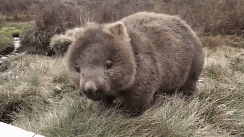 My Cute Wombat GIF - Cute Wombat Animal GIFs
