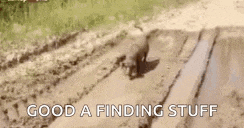 a dog is walking through a muddy field with the words `` good a finding stuff '' written below it .
