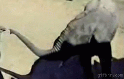 Stop Elephant GIF - Stop Elephant Ostrich GIFs