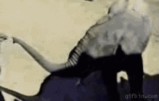 a close up of an elephant 's skull laying on top of another elephant 's head .