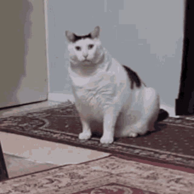What Cat GIF - What Cat Wtf - Discover & Share GIFs