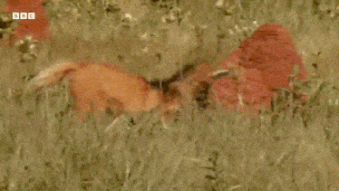 a fox is running through a grassy field with bbc written on the bottom