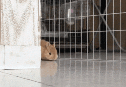 a small brown rabbit is peeking out from behind a fence .