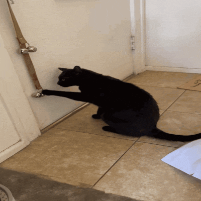 a black cat is playing with a door handle