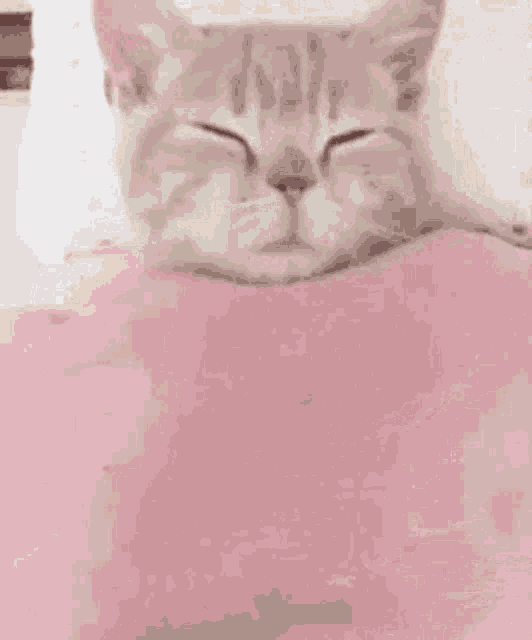 a cat is laying in a bed with a pink blanket and pillow .