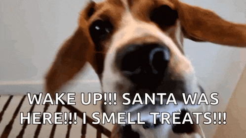 a close up of a dog 's face with the words `` wake up !!! santa was here !! i smell treats !!! ''