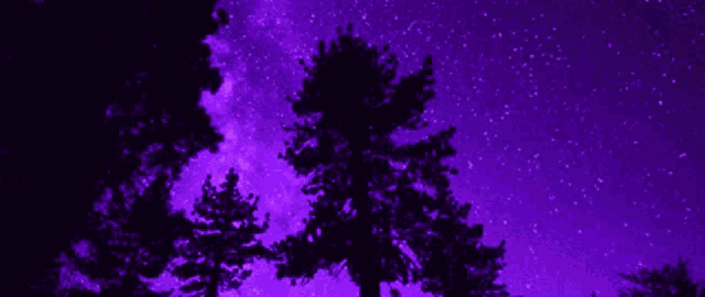 a tree silhouetted against a purple sky with stars