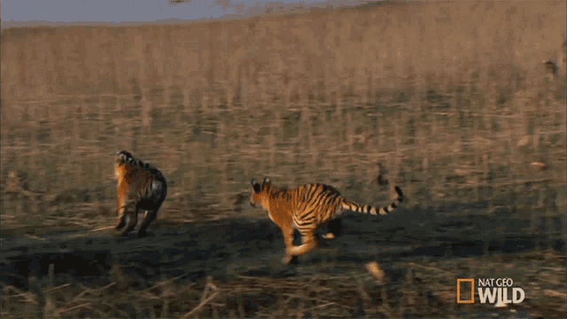 Running Tigers Cubs Will Be Cubs GIF - Running Tigers Cubs Will Be Cubs Secret Life Of Tigers GIFs