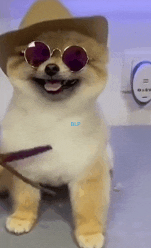a dog wearing a cowboy hat and sunglasses is smiling