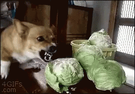 Dog Angry GIF - Dog Angry Cabbage GIFs