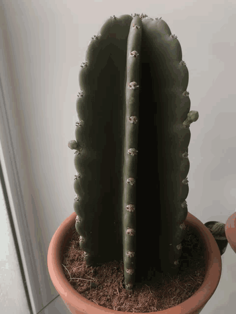 a green cactus in a brown pot with a white background