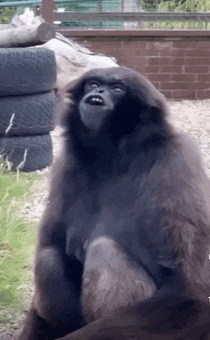 a black monkey is sitting in front of a stack of tires .