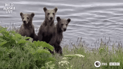 three bear cubs are standing in the grass near a lake .