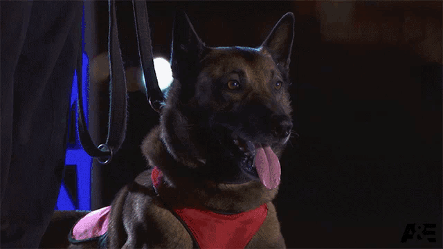 a k9 dog wearing a red vest and collar