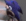 a blurry picture of a person with blue hair and a purple hat .
