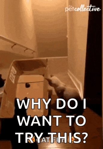 a cat standing next to a toilet with the words " why do i want to try at this " on the bottom