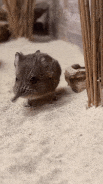 a small animal with a long nose is walking on the sand