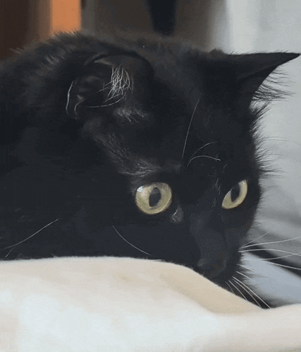 a close up of a black cat laying on a white blanket