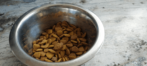 a stainless steel bowl filled with dog food on a counter