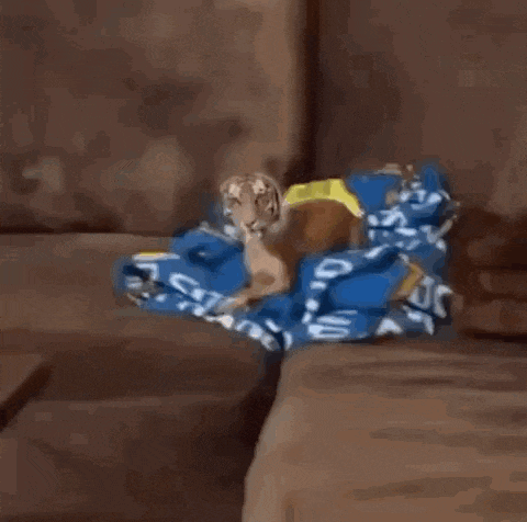 a dog with a tiger face is standing on a couch .