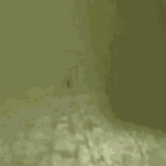 a close up of a mosquito swimming in a bathtub
