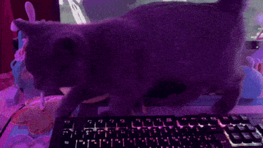 a cat standing on top of a keyboard with purple lights