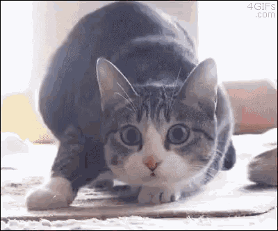 a close up of a cat stretching on a cardboard box .