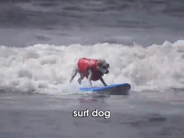 Dog Competes In Helen Woodward Animal Center'S Surf-a-thon GIF - Surfing Surfingdog Helenwoodwardanimalcenter GIFs