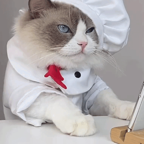 Watching Puff GIF - Watching Puff Meow Chef GIFs