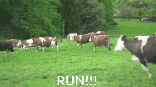 Cows Running Away GIF