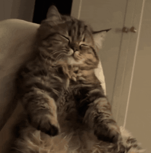 a cat with its eyes closed is laying on a chair