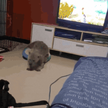 a cat playing with a toy in front of a tv
