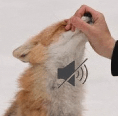 a person is petting a dog 's ear with a sound off icon on it .