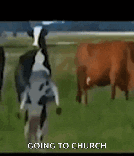 Cow Vibe GIF - Cow Vibe GIFs