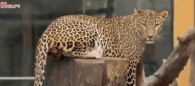 a leopard is sitting on top of a tree stump .