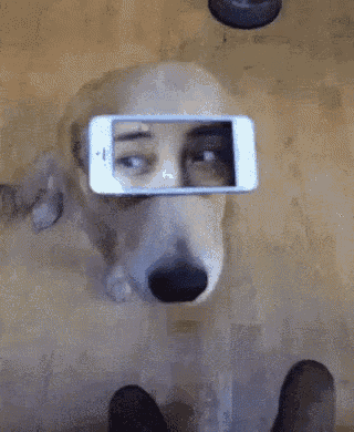 Iphone GIF - Iphone Dog Lol GIFs