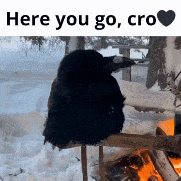 a black bird sits on a bench in the snow with the words here you go cro on the bottom